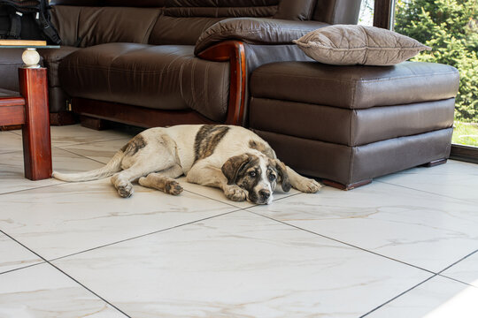 A cute Central Asian Shepherd Dog (Alabay) puppy is lying on a white tiled floor indoors next to a dark brown leather sofa and ottoman. Natural light comes in from a large window in the background.