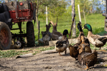 Ducks walking across a farmyard with a red tractor behind them, surrounded by trees and grass, showing a dynamic rural agricultural scene in bright daylight. © Daanree