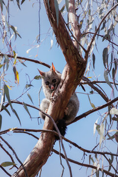 Common Brushtail Possum (Trichosurus vulpecula) in its natural habitat, close-up shot