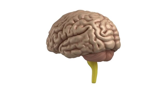 3d brain health and mind idea head concept human science graphic cgi visual effect