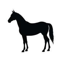 Obraz premium Black and white horse silhouette vector illustration flowing mane and tail design, horsesilhouette vector illustration