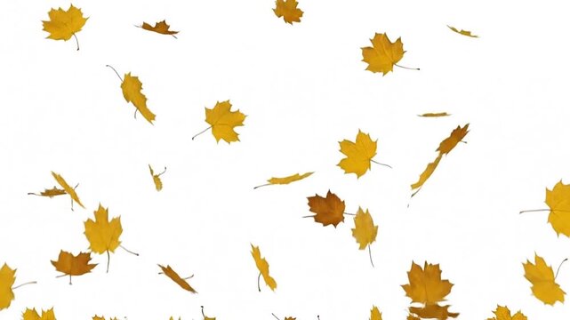 Falling autumn leaves in shades of yellow and brown against a clean white background