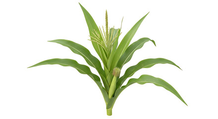 Fototapeta premium A green plant with long leaves and a stem on white background