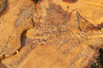 Fototapeta premium Tree rings detailed. Texture of growth rings and tiny sawdust particles observed. Vertical perspective showcasing intricate grain pattern and annual growth rings in wood