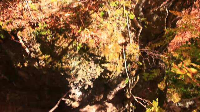 猿飛岩上から覗く谷間と秋の樹林