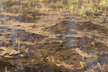 Fototapeta premium Earthy scene showcasing marshy ground and shadows. Vegetation and soil features at countryside wetland edge. Study of organic debris and soft shadows in marshy rural terrain