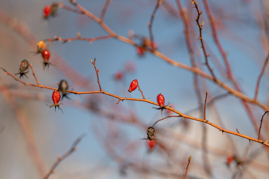 Simple image with red fruits. Morning sunlight highlights sparse thorny branches. Sundrenched dawn scene featuring minimal foliage and softly blurred background elements