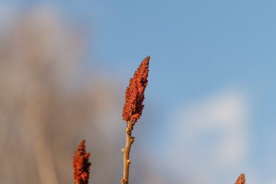 Educational note on sumac spikes and vinegar trees in culture and nature. Exploring folk traditions and sensory features of sumac spikes and vinegar trees in natural history