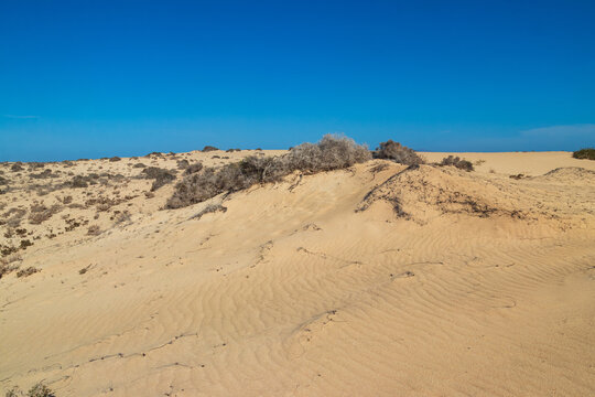 Sand dunes in Corralejo Natural Park on Fuerteventura, Canary Islands, Spain