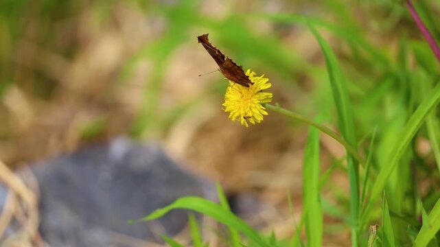 Comma Butterfly Foraging on Yellow Dandelion Flower in Sunny Meadow Macro