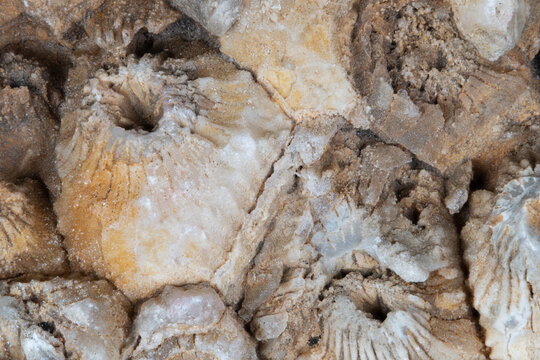 Macro view of fossil coral. Closeup of ancient coral with mineral infill. Detailed macro photograph capturing textures and mineral deposits of ancient fossil coral