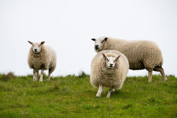 Fototapeta premium Flock of sheep on a pasture, livestock animal farm, stockbreeding, faming and agriculture in the Netherlands, sheeps on spring meadow 