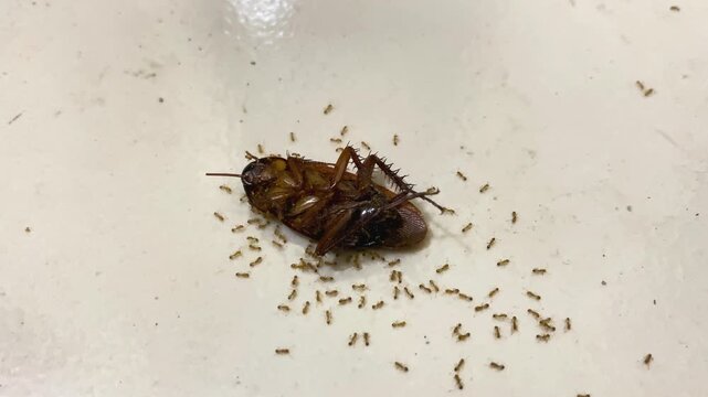 Cockroach insect consumed eaten by ants, nature cycle of life up-close
