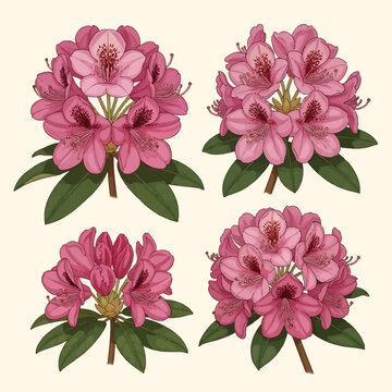 Four botanical illustrations of pink rhododendron flower clusters with dark green leaves and stem details, isolated on a light cream background, featuring blooming garden azaleas.