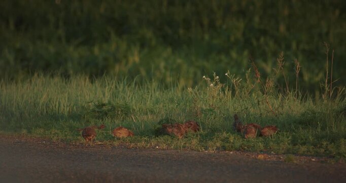 Wild gray partridges on European roadside in slow motion, summer wildlife scene