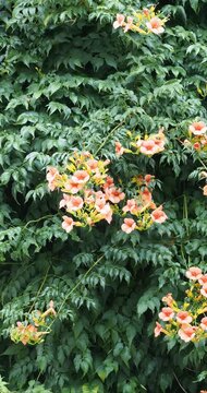 Campsis radicans | Trumpet Vine or Virginia trumpet flowers. Beautiful clusters of red-orange, trumpet-shaped flowers at the tips of climbing stems bearing dark green shiny foliage