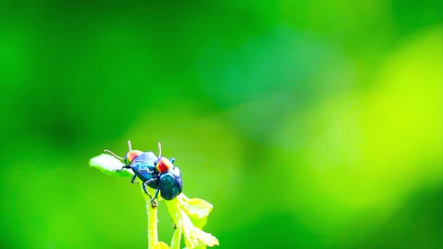 Two lady bug mating on top leaves and blur green background in summer