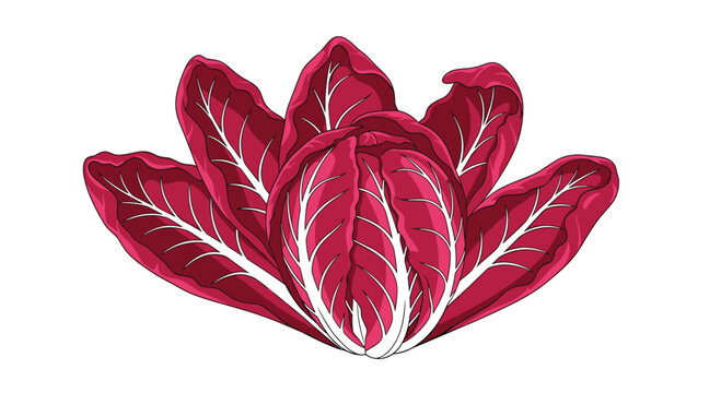 A vibrant, loose head of red radicchio, showcasing its deep crimson leaves with prominent white veins, ideal for adding color and bitterness to salads.