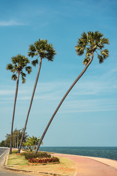 Palm trees growing beside tropical sea under blue sky