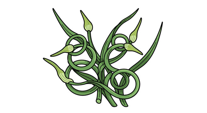 A whimsical bundle of garlic scapes, with their long, curly green stalks and unopened flower buds, prized for their mild garlic flavor.