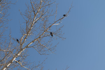 Obraz premium Detailed poplar branches dotted with nests, botanist study framing fine twigs, fresh buds beginning to swell against crisp blue sky, tranquil spring morning light