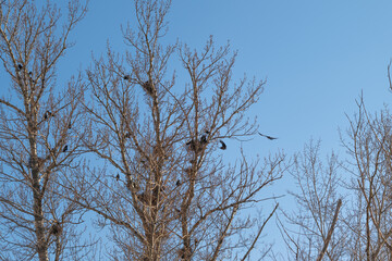 Fototapeta premium Tree nests visible. Nesting poplars among young twigs with soft daylight. Tall poplar trees revealing seasonal nesting patterns amid budding twigs with gentle daylight