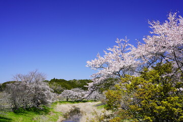 Naklejka premium 春の柳生 桜風景