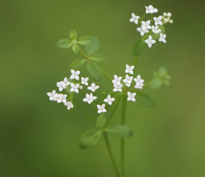 Galium palustre (common marsh bedstraw)