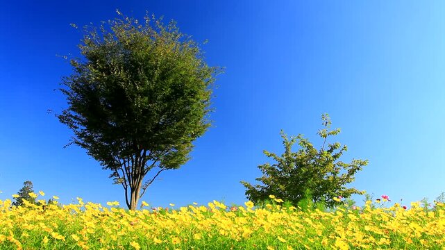 コスモスの花畑と木立とモンキチョウのペア