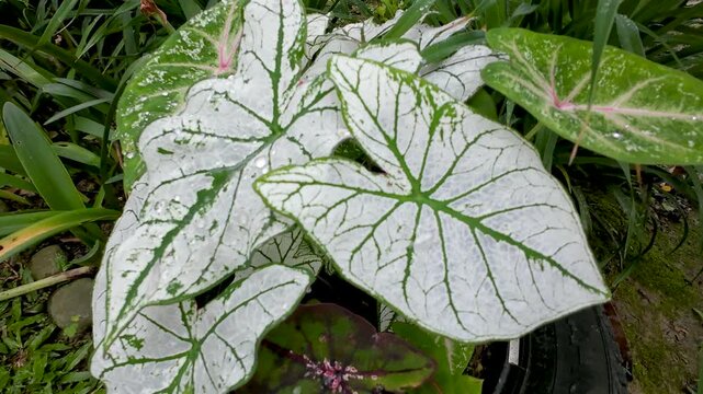 Shot of Caladium White Christmas plant also known as Statement Plant due to its luminous leave