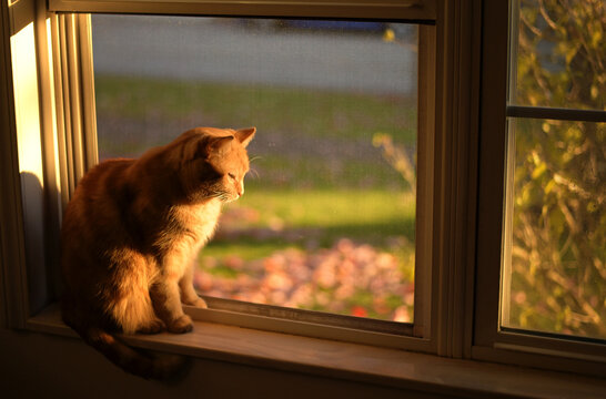 Side view orange tabby cat sitting in sunny window warm summer