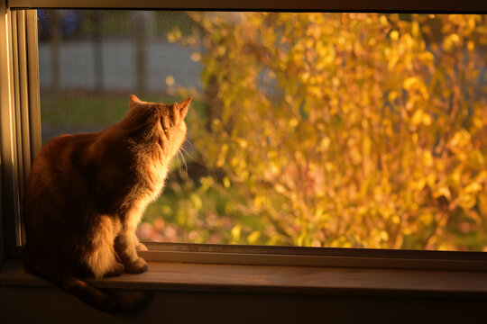 Behind orange tabby cat looking out sunny window summer day