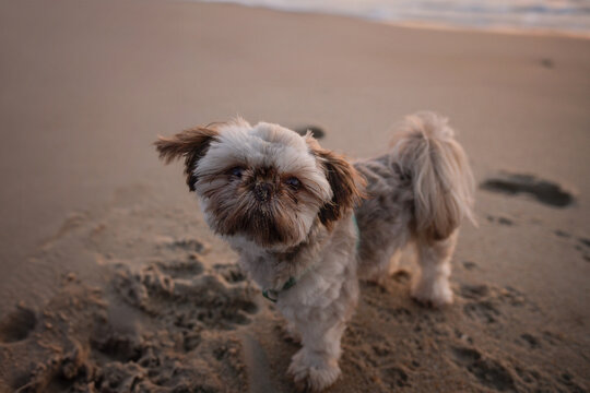 Adorable Shih Tzu puppy playing in sand Outer Banks North Caroli