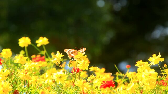 コスモスの花畑とメスグロヒョウモンのメスとモンキチョウ