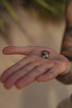 Hermit crab on tattooed man open hand palm close up on beach
