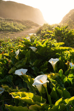 Wild Calla Lillies in golden light at Garapatta State Park, California