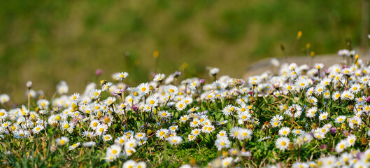 Blooming field of common daisies (Bellis perennis) growing in green grass on a spring meadow. spring nature, seasonal renewal, natural background © TatiG