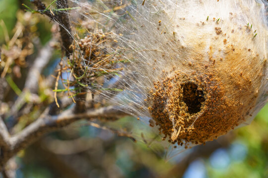 Close up of silk nest created by pine processionary caterpillars (Thaumetopoea pityocampa) on a pine branch