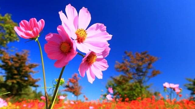 風に揺れるコスモスの花畑と木立