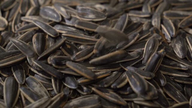 Dried sunflower seeds raining down onto a dense pile