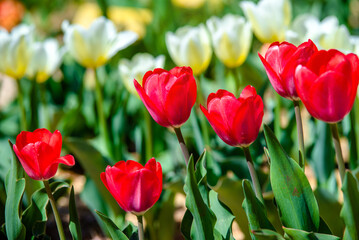 Fototapeta premium red tulips bloom on a green natural background