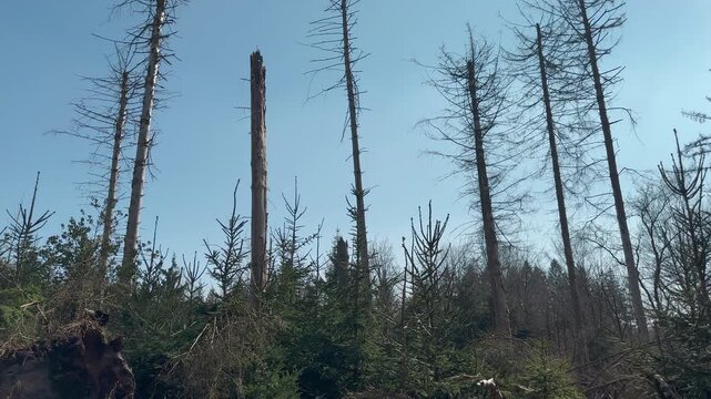Handheld tilt-down shot from dead standing pine tree silhouettes against blue sky down to fallen tree with exposed root ball and tangled dead wood on moss-covered forest floor.