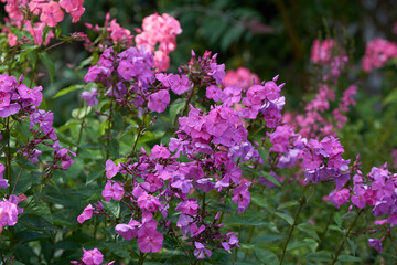 Obraz premium Nature, plants and flowers in garden for landscape beauty, blossom and botany in ecology. Aesthetic, background and morning with petals, bush and floral plant for environment, ecosystem or growth