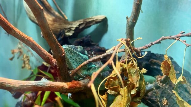 A green frog is sitting on branches in a terrarium. Dried leaves and plants surround the frog. The setting has a blue background and is well-lit in the morning.