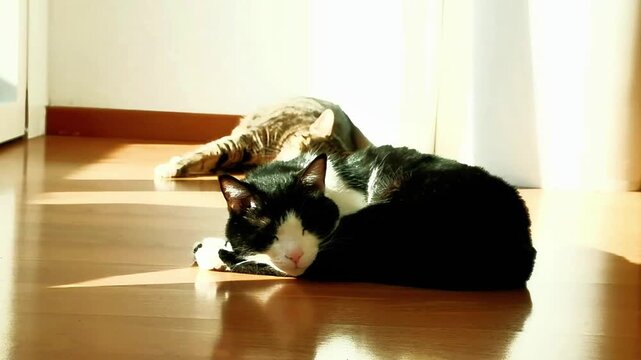 Two cats doze in the sun, taking advantage of the rays coming from the window. One has black and white fur, the other brindle grey. The video was filmed in an apartment, filming two beautiful cats