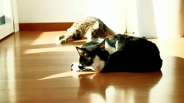 Two cats doze in the sun, taking advantage of the rays coming from the window. One has black and white fur, the other brindle grey. The video was filmed in an apartment, filming two beautiful cats