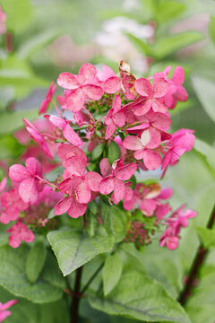 Pink Wims Red Hydrangea Flower Heads In Sunlight
