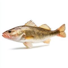 Fototapeta premium Freshwater walleye showing scales and fins on white background