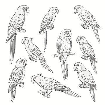 Set of hand-drawn vector sketches of macaw parrots perched on wooden branches. Detailed black and white line art illustrations of tropical birds for coloring book pages.