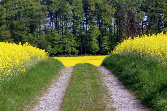 Feldweg durch Rapsfelder